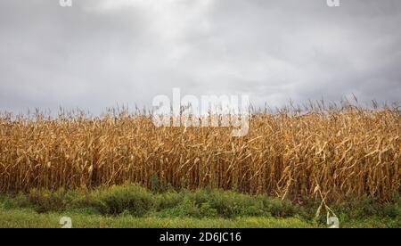 Standing corn on a cloudy day in northern Wisconsin. Stock Photo