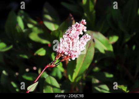 Bistort flowers growing on against a dark background Stock Photo