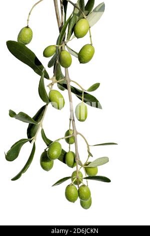 Olive tree branch with green leaves isolated on white background Stock ...