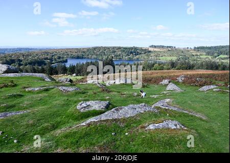 View from the top of Sheepstor, Dartmoor National Park, with a small dog walking through open moorland and Burrator Reservoir on a sunny day. Stock Photo