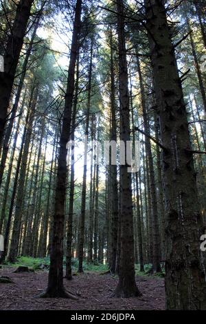 Tall Pine Trees In Autumn Stock Photo