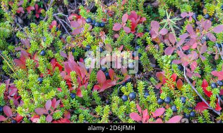 The stunning nature of the Russian north. Tundra, Murmansk region. Magnificent autumn in Monchegorsk Stock Photo