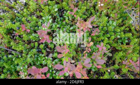 The stunning nature of the Russian north. Tundra, Murmansk region. Magnificent autumn in Monchegorsk Stock Photo