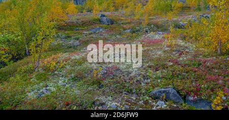 The stunning nature of the Russian north. Tundra, Murmansk region. Magnificent autumn in Monchegorsk Stock Photo