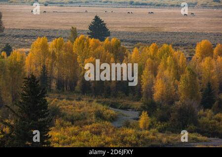 Fall color in the aspen trees in Buffalo Valley in Wyoming, USA.  Horses graze in the pasture of a cattle ranch in the distance.