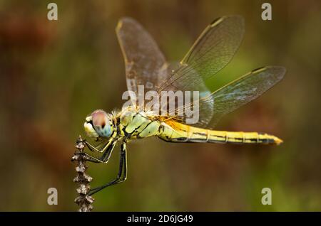 Lateral view of a yellow female red-veined darter dragon fly (Sympetrum fonscolombii) set on a dry twig against a natural out of focus background. Arr Stock Photo