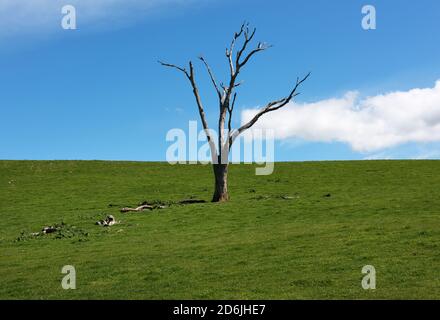 A dead Eucalptus tree on a farm near Wheeo, in New South Wales, Australia Stock Photo