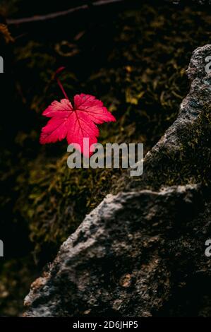 A stunning, lone, red leaf against a dark, moody mossy background in the forest Stock Photo