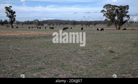 Cattle Grazing in a Paddock at Winton Victoria Australia Stock Photo