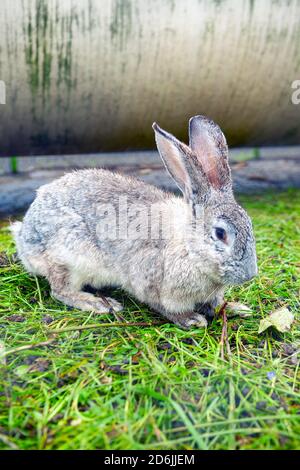Grey rabit at the grass. Cute domestic animal Stock Photo