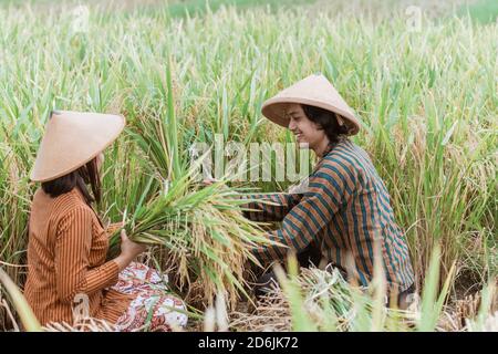 Indonesian farmers working in green agriculture field, man and woman works together pick leaves, harvesting , village life. Stock Photo