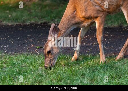 A female deer eats green grass in the late afternoon sunshine next to a walking path at Joseph Stewart Sate Park in Oregon. Stock Photo