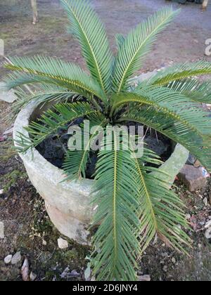 Vertical top view shot of a young sago palm grown in an old clay pot Stock Photo