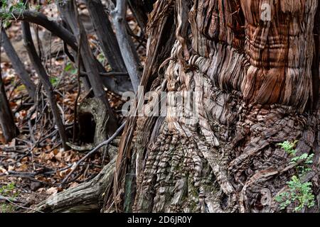 Although the most common juniper in Mexico, Drooping Juniper is only found in the Chisos Mountains of Texas in the United States. Stock Photo