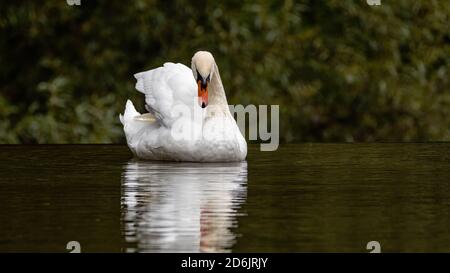 cygnus, bird, wasser, see, natur, weiß, tier, wild lebende tiere, schön