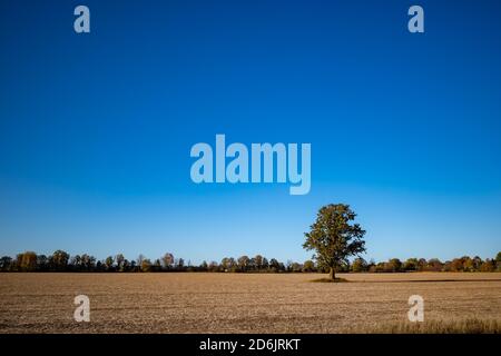 A solitary tree stands in the middle of a farmer's field in autumn, with the crops already harvested for the season. A clear blue sky fills most of th Stock Photo