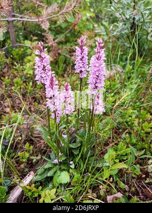 The flowering heath spotted orchid, or Dactylorhiza maculata. Stock Photo