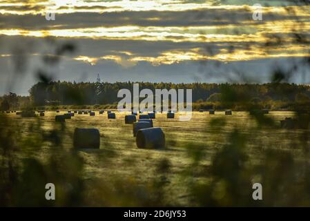 view of a grassy haystack meadow in the early morning covered with trees and shrubs, but clouds in the sky with sunlight Stock Photo