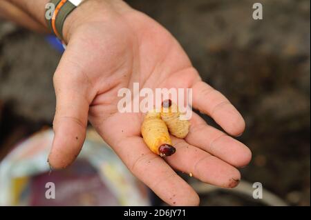 hand hold butod (live sago grub), larvae from the sago palm Stock Photo