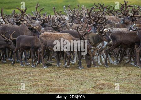 Reindeer in a herd on a summer day. Yamal, Russia Stock Photo