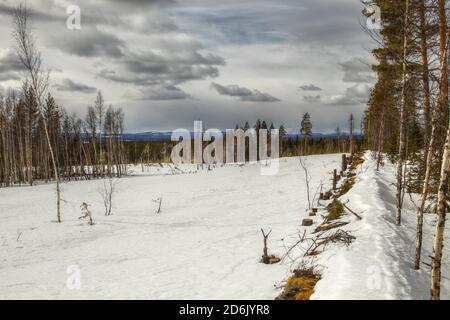 Edge of a snow-covered field near Granbergsliden in Vasterbotten, Sweden. Stock Photo