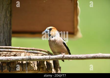 Hawfinch sitting on the rack with sunflower in its beak Stock Photo