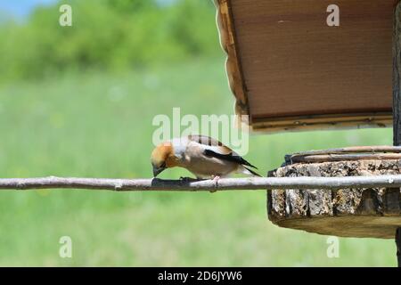 Hawfinch sitting on the rack with sunflower in its beak Stock Photo