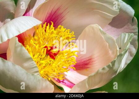 Pink Peony 'Soft Apricot Kisses' Beautiful flower closeup yellow pistils salmon petals peonies blooming close up Stock Photo