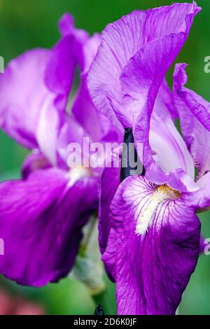 Purple Bearded iris Rapsodie Beautiful flower closeup Stock Photo