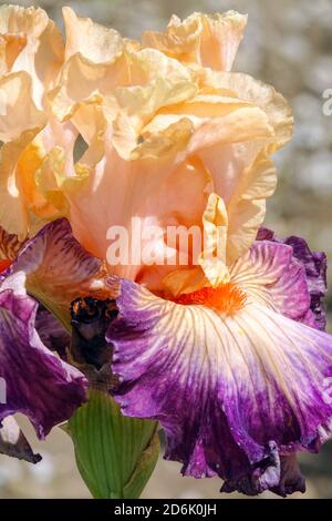 Bearded iris Jazz Smile Beautiful flower closeup Stock Photo