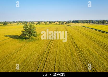 Aerial view of rice fields, North of Italy.Lombardy. Stock Photo