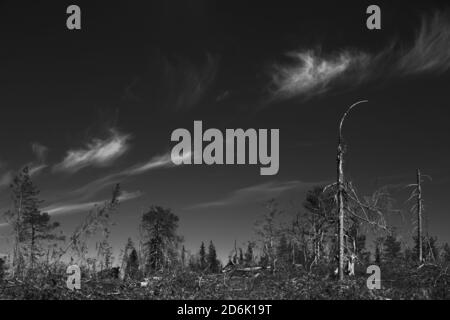 Black and white image of forest clearing in Sweden. Stock Photo