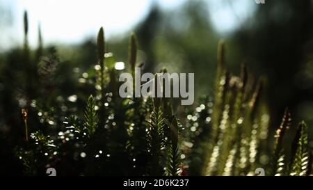 Backlit shot of Lycopodium annotinum, interrupted club-moss. Stock Photo