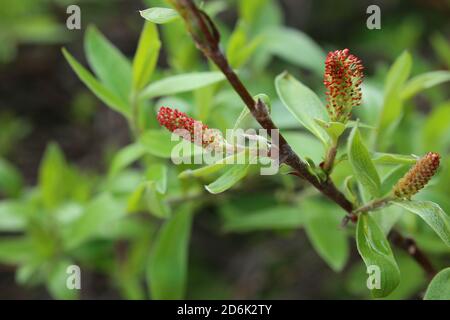 Catkins of Salix glauca, the grayleaf willow. Stock Photo