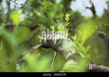 Sprouts of Salix myrsinifolia, the myrsine-leaved willow, growing from a fallen tree. Stock Photo