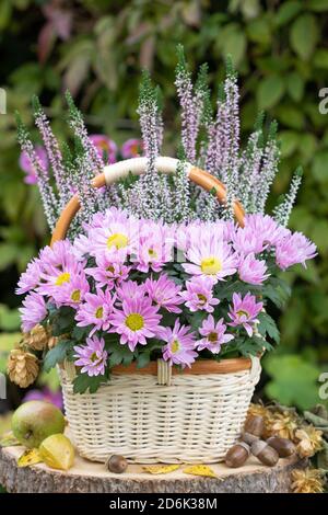 pink chrysanthemum and heather flower in basket in autumn garden Stock Photo