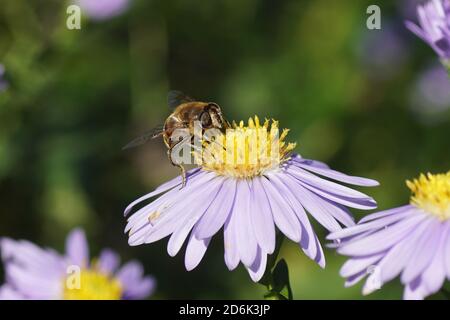 Female hoverfly common drone fly (Eristalis tenax), family Syrphidae on a pink flower of an aster (Aster ageratoides), family Compositae or Asteraceae Stock Photo