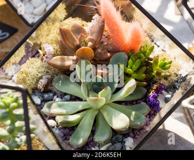 Composition of their different types of cacti in a glass container Stock Photo