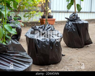 Seedlings of fruit trees packed in film for transportation Stock Photo