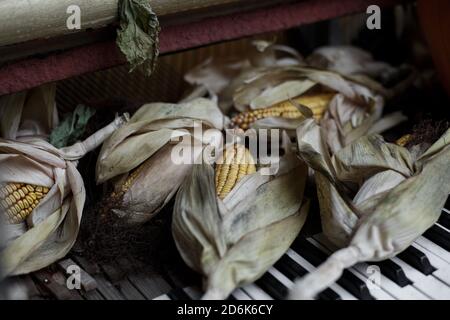 Dry ears of yellow corn are laid on the white and black keys of an old piano. Decoration and decor. Dark natural background Stock Photo