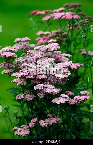 achillea millefolium lilac beauty,pink yarrow, flower ,bloom, blossom,  herbaceous perennial, summer flowering,RM Floral Stock Photo - Alamy