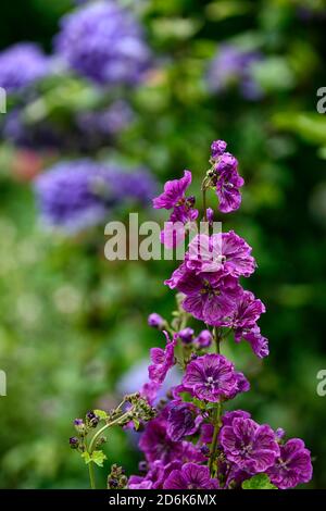 Malva sylvestris var mauritiana Mystic Merlin,French Mallow,purple flowers,flowering,biennial,perennial,garden,RM Floral Stock Photo