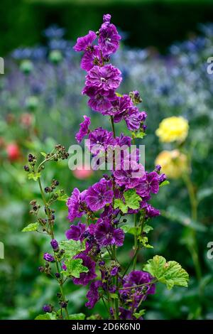 Malva sylvestris var mauritiana Mystic Merlin,French Mallow,purple flowers,flowering,biennial,perennial,garden,RM Floral Stock Photo