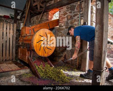 Tanunda, South Australia / Australia: A male worker shovels grape stems discarded from an old crusher/destemmer in a traditional Barossa Valley winery Stock Photo