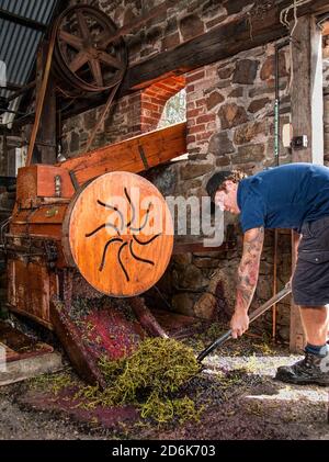 Tanunda, South Australia / Australia: A male worker shovels grape stems discarded from an old crusher/destemmer in a traditional Barossa Valley winery Stock Photo