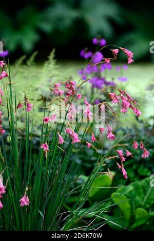 dierama igneum,pink coral flowers,perennials,arching,dangling,hanging,bell shaped flower,angels fishing rods,perennial,perennials,RM Floral Stock Photo