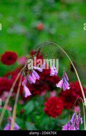 dierama pulcherrimum,purple flowers,flower,perennials,arching,dangling, hanging,bell shaped,angels fishing rods,RM Floral Stock Photo - Alamy