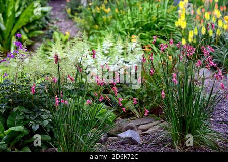 dierama pulcherrimum,pink purple  flowers,flower,perennials,arching,dangling,hanging,bell shaped,angels  fishing rods,RM Floral Stock Photo - Alamy