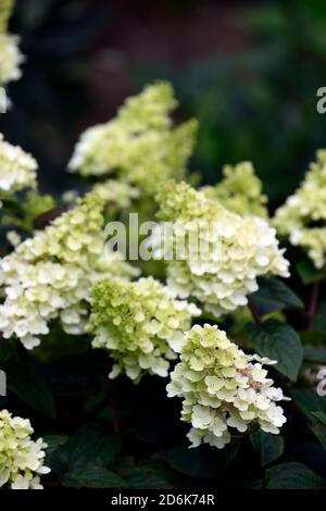 Hydrangea paniculata,white pink,panicle,flower,flowers,flowerhead,garden,gardens,RM Floral Stock Photo