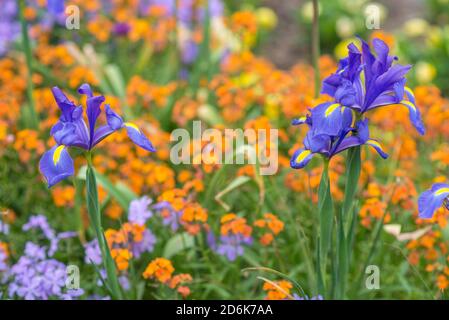 A pair of blue and yellow irises, Iris versicolor, blooming during Spring in front of a field of orange and purple flowers. Stock Photo